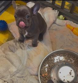 Bulldog francese