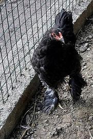 Galletto brahma nero di 4 mesi