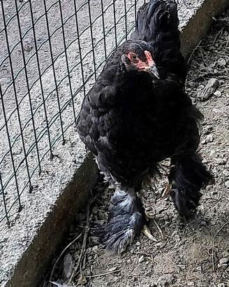 Galletto brahma nero di 4 mesi