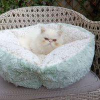 Persiano bianco maschio