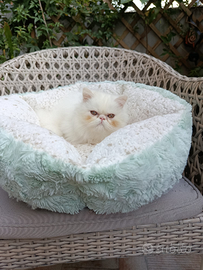 Persiano bianco maschio