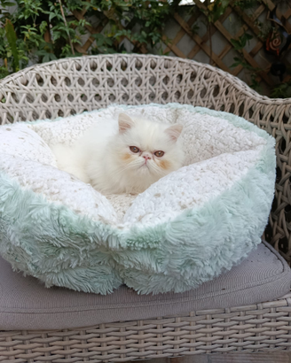 Persiano bianco maschio