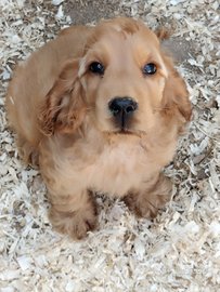 Cocker spaniel inglese pedigree PET TERAPY fulvo