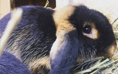 Coppia arieti mini lops supernani