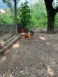 Gallo collonudo