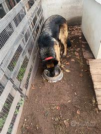 Cuccioli pastore tedeschi