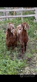 Capra e becco