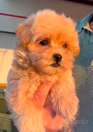 Cuccioli maltipoo toy
