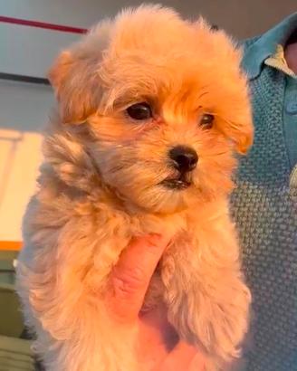 Cuccioli maltipoo toy