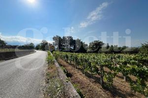 Terreno Agricolo Alife [Cod. rif 3325629VCG]