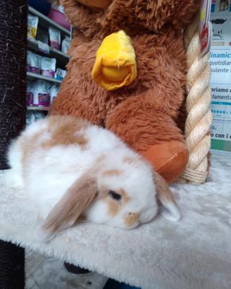 Mini lop