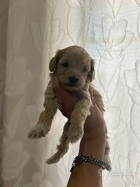 Maltipoo toy