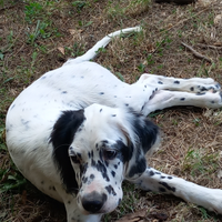 Cucciolo di setter inglese