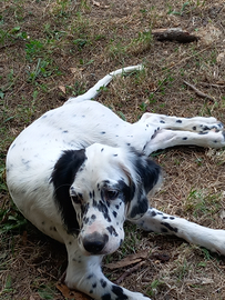 Cucciolo di setter inglese