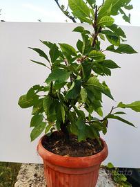 Prebonsaï Cigliegio a grappoli Prunus padus 5 anni