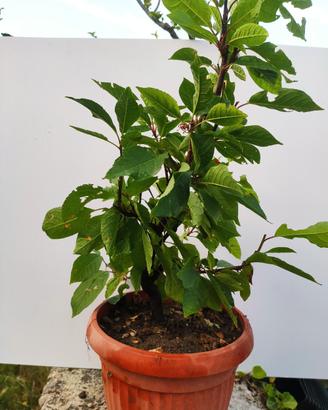 Prebonsaï Cigliegio a grappoli Prunus padus 5 anni