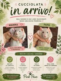 Ratti da compagnia argento (papà dumbo)