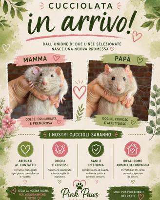 Ratti da compagnia argento (papà dumbo)