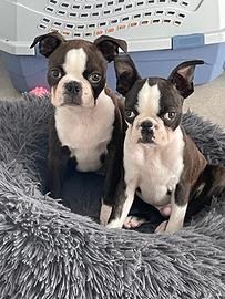 Boston terrier