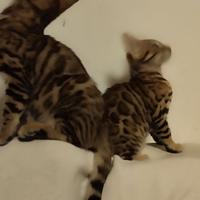 Bengal,1 fem.,1 masc