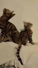 Bengal,1 fem.,1 masc