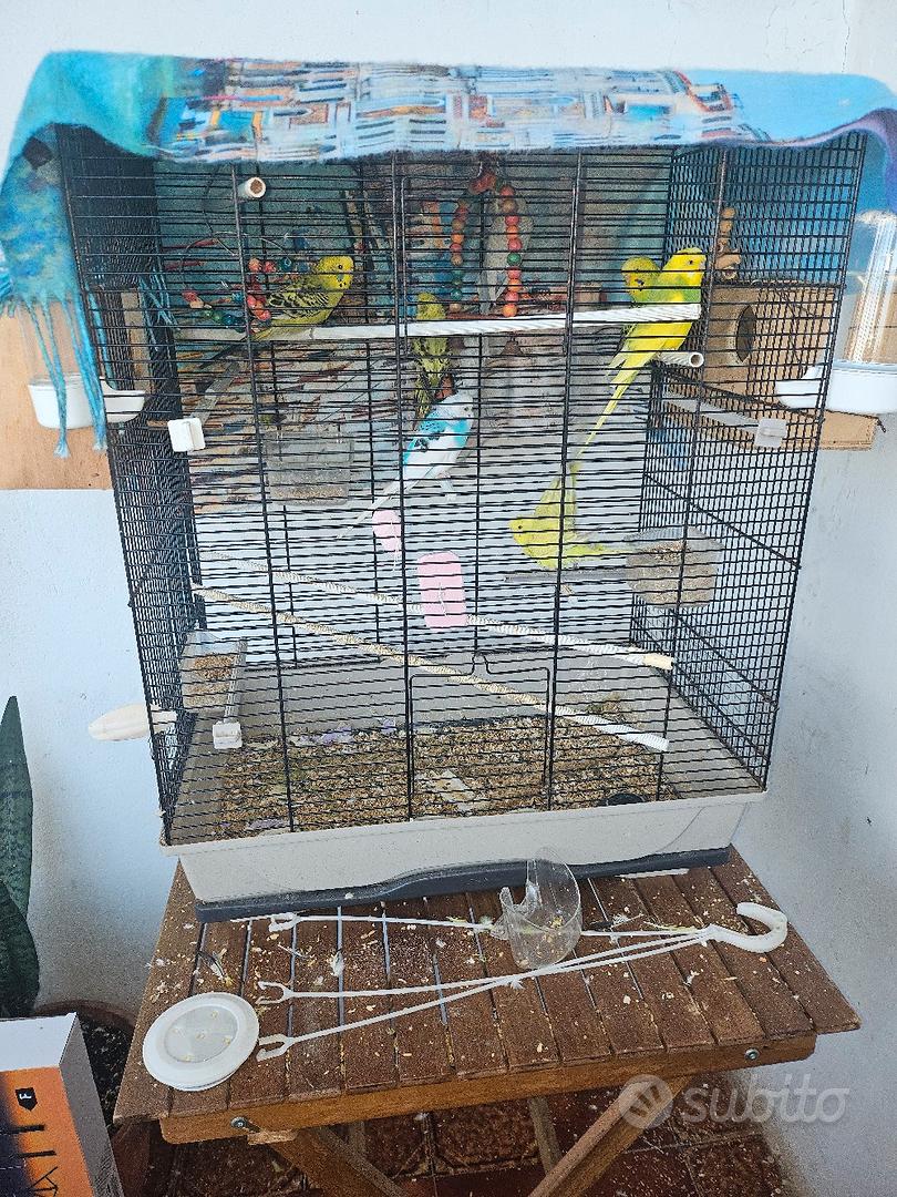 cocorite - Animali In vendita a Medio Campidano