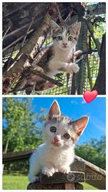 Adorabili gattini?