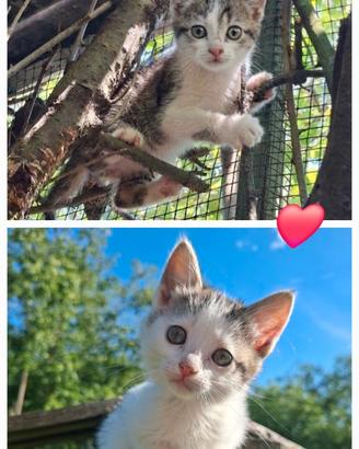 Adorabili gattini?