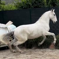 Cavalla andalusa