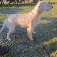 Setter inglese femmina