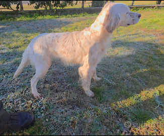 Setter inglese femmina