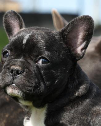 Bulldog francese