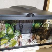 acquario