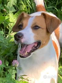 Maschio per accoppiamento