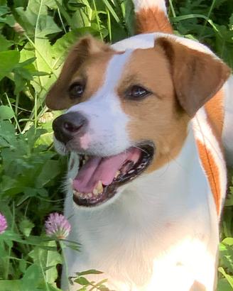 Maschio per accoppiamento