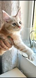 Cuccioli di Maine Coon