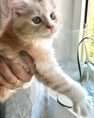 Cuccioli di Maine Coon