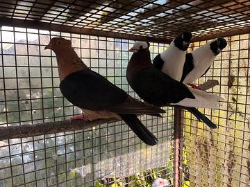 Ciuffolotto arcangelo