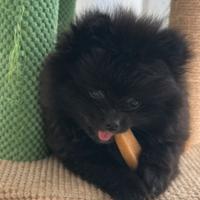 Spitz della Pomerania