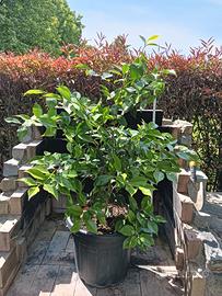 Camelia in vaso da 40 cm
