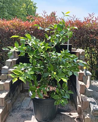 Camelia in vaso da 40 cm