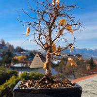 Bonsai zelkova serrata