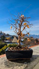 Bonsai zelkova serrata