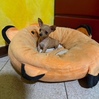 Cucciolo femmina chihuahua