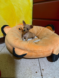 Cucciolo femmina chihuahua