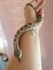 Conda Het toffy belli 66%