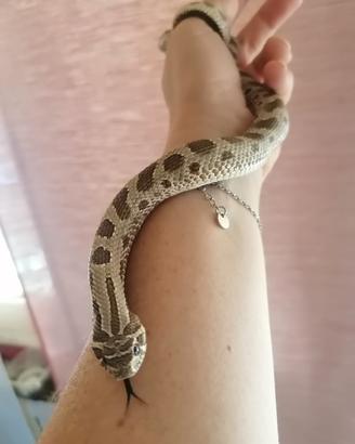Conda Het toffy belli 66%