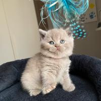 British shorthair