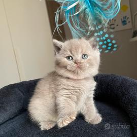 British shorthair