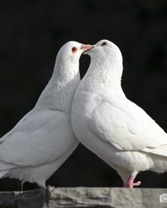 Colombe bianche